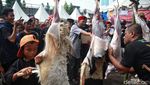Unik, Ada Lomba Menguliti Kambing di Lebaran Tenabang