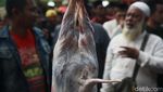 Unik, Ada Lomba Menguliti Kambing di Lebaran Tenabang