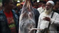 Semua mulai menguliti dari bagian kaki yang berada di atas. Setelah menguliti sepertiganya, dengan sedikit kekuatan, masing-masing menarik kulit kambing ke bagian bawah.  
