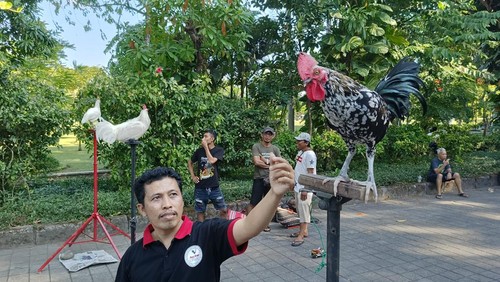 Ketua Harian Komunitas Persatuan Penggemar dan Pelestari (P3AKSI) Ayam Ketawa Bali I Putu Suadnyana (40) ketika menunjukkan ayam ketawa jenis durasi di Lapangan Lumintang, Denpasar, Bali pada Minggu (28/5/2023).