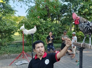 Wow, Ayam Lady Gaga di Bali Harganya Capai Ratusan Juta