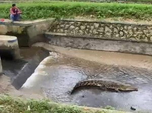 Lokasi Kemunculan Buaya di Irigasi Kolaka Timur Ternyata Tempat Wisata Warga