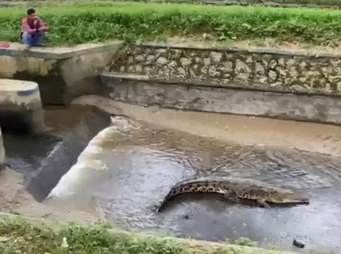 Buaya 3 meter muncul di irigasi bendungan di Kolaka Timur, Sultra.