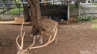 Selain banyak pepohonan dan galeri seni, ada juga mini zoo yang jaraknya tak jauh dari gerai Bandar Kopi. Selepas menikmati kopi, pengunjung bisa melihat rusa serta beragam unggas yang dipelihara di sana. Foto: detikFood/Yenny Mustika Sari