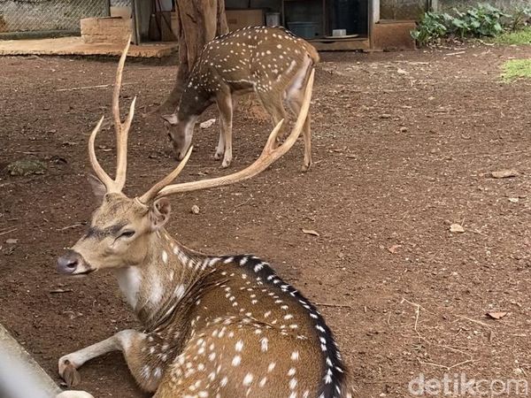 Seru! Ngopi di Kafe Ini Bisa Sekaligus Lihat Rusa Lho