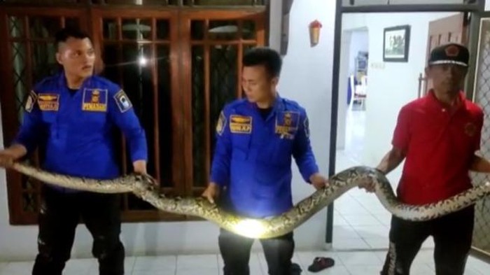 Damkar evakuasi ular 4 meter dari rumah warga di Lebak (dok. Damkar Lebak)