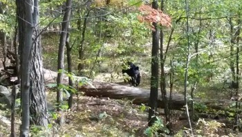 Foto ini menunjukkan beruang hitam di hutan. Beruang itu berada sekitar 30 meter jauhnya dari sang fotografer. Foto itu diambil oleh Darsh Patel, mahasiswa Universitas Rutgers berusia 22 tahun yang mendaki Apshawa Preserve West Milford bersama 4 teman kampus. Beruang itu mengejar para siswa, sehingga mereka terpisah. Saat kumpul kembali, satu siswa dari kelompok tersebut hilang yaitu Darsh Patel. Jenazah Patel ditemukan 4 jam setelah polisi tiba di tempat kejadian. Dia dianiaya oleh beruang yang dia potret beberapa saat sebelumnya. Foto: Listverse