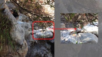 Foto tersebut memperlihatkan seorang pria Montecito, California. Di belakangnya ada kilatan warna merah di bebatuan, yaitu rambut Saylor Guilliams. Guilliams pergi mendaki bersama temannya itu, Brenden Vega. Perlengkapan mereka buruk, dan saat hari gelap, ponsel mereka tak cukup menerangi jalan. Mereka akhirnya terpeleset. Lengan Vega terluka, kedua pergelangan kaki dan pergelangan tangan Guilliams patah. Vega pergi mencari bantuan tetapi akhirnya jatuh dan meninggal karena luka-lukanya. Ini membuat Guilliams sendirian. Dia berbaring di sana sepanjang malam sampai orang-orang menemukannya terbaring di bebatuan, tidak responsif. Mereka menelepon layanan darurat, dan dia selamat. Foto: Listverse