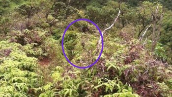 Daylenn Pua mengunjungi neneknya di Oahu, Hawaii. Dia tertarik mendaki Tangga Haiku, atau Stairway to Heaven. Pendakian ini tertutup untuk umum. Neneknya memperingatkannya untuk tidak melakukannya. Di 27 Februari 2015, dia naik bus dan nekat memberanikan diri mendaki Stairway to Heaven. Daylenn mengirim SMS ke neneknya dengan foto-foto pendakian. Dia tidak pernah terlihat lagi. Setelah menghilang, foto-foto itu dipelajari; satu menunjukkan seorang pria di latar belakang jauh. Dia sepertinya mengikuti Daylenn. Keluarga meminta bantuan publik dan siapa saja yang mengenali pria itu untuk tampil. Hingga hari ini, dia atau jasadnya tidak pernah ditemukan. Foto: Listverse