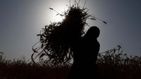 Para wanita turut membantu proses memanen gandum. 