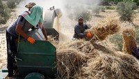 Warga menggiling langsung gandum yang tengah dipanne di ladang mereka. 