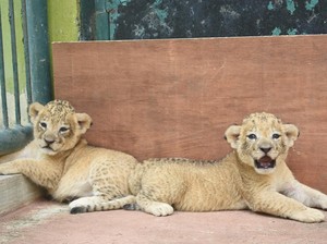 Mengenal Bima dan Donga, Dua Anak Singa Satwa Baru Kebun Binatang Surabaya