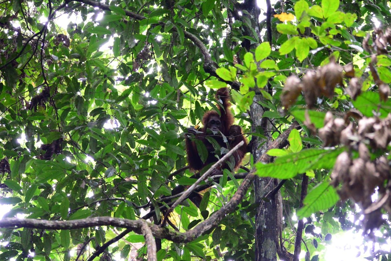 Orangutan kembali ke Gunung Batu Mesangat