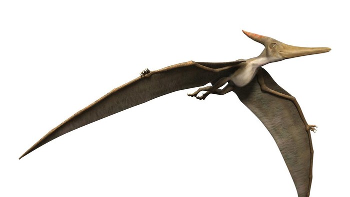 3D rendering of a prehistoric reptile Pteranodon isolated on white background