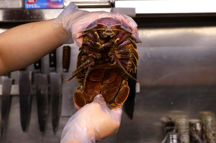 General Kiang, 28, one of the two reserved customers eats the giant isopod in Taipei, Taiwan May 27, 2023. REUTERS/Ann Wang