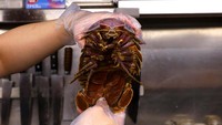 Isopoda raksasa memiliki panjang antara 19 sampai 36 cm, dengan satu spesimen pernah tercatat memiliki ukuran 4,3 m meter.  