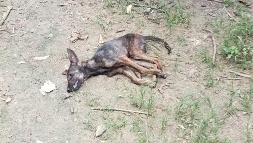 Wabah Rabies Landa 7 Kecamatan di Timor Tengah Selatan