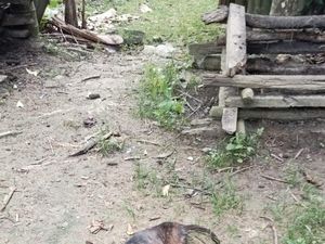 Wabah Rabies Merebak di 7 Kecamatan hingga Renggut 1 Korban Jiwa