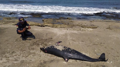 Bangkai lumba-lumba jenis hidung botol yang ditemukan terdampar di pesisir pantai Desa Cupel, Kecamatan Negara, Kabupaten Jembrana, Selasa (30/5/2023). (I Putu Adi Budiastrawan/detikBali).