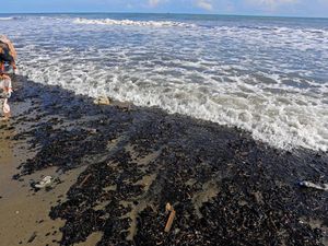 Tuai Cuan dari Limbah Batu Bara yang Cemari Pantai di Aceh