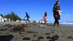 Tuai Cuan dari Limbah Batu Bara yang Cemari Pantai di Aceh