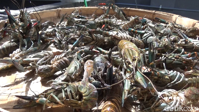 bisnis lobster air tawar lumajang