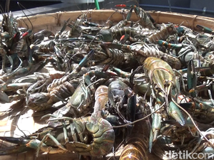 Kerja Keras Pemuda Lumajang Budi Daya Lobster hingga Cuan Rp 15 Juta