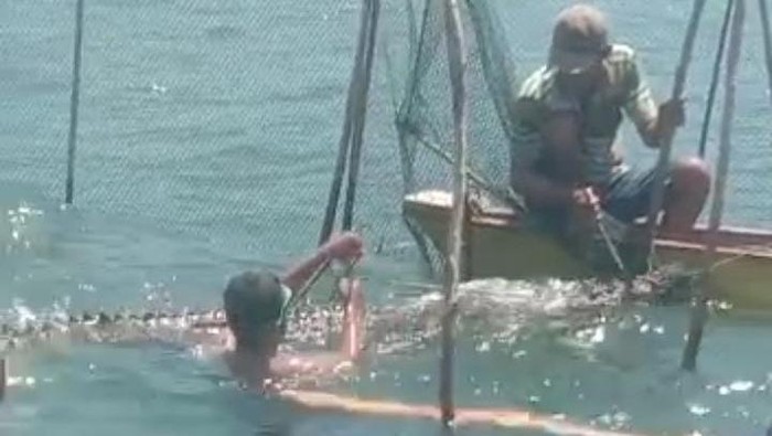 Buaya nyangkut di jaring nelayan Gorontalo Utara. Dokumen Istimewa