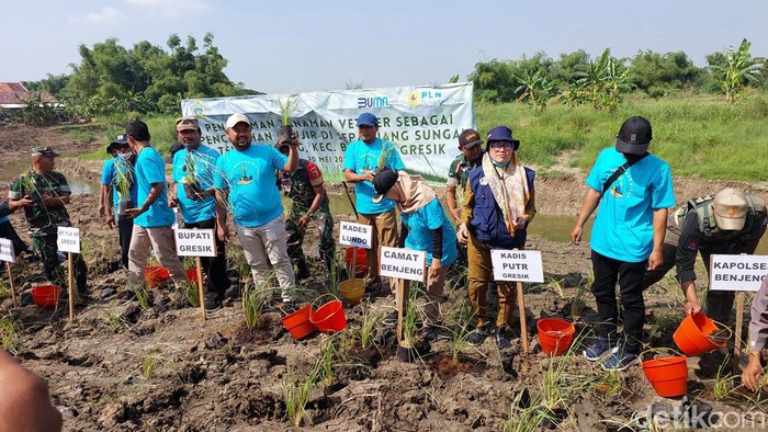 Bupati Gresik Gus Yani menanam rumput vetiver untuk memperjuat tanggul Kali Lamonga