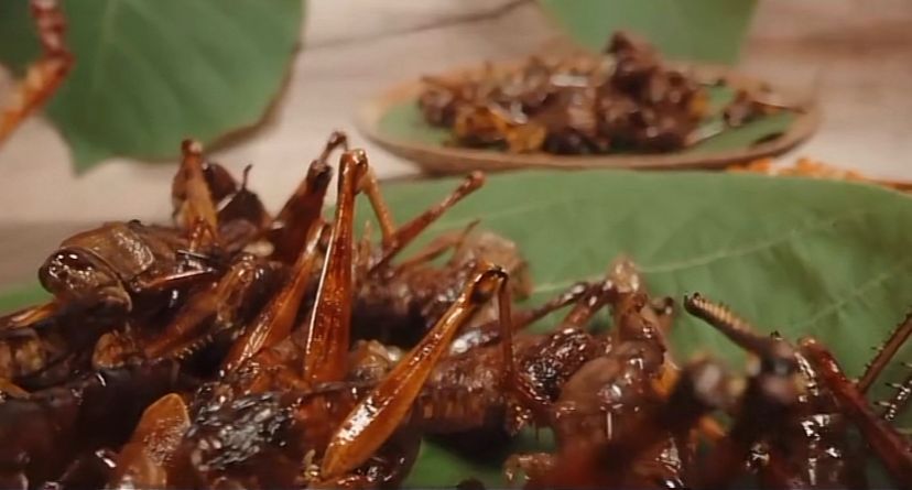 Chef Juna dan Chef Renatta Ketagihan Makan Belalang Goreng di Yogyakarta