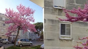 Ada yang mengintip di balik jendela. Foto: Reddit