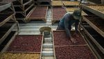 Memanen Arabika Temanggung, Kopi Mewah Kelas Dunia