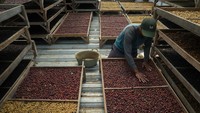 Alasan selanjutnya yaitu alasan yang ketiga adalah cara pengolahan. Cara pengolahan yang dilakukan oleh para petani kopi adalah cara pengolahan basah (wet hulling). Cara pengolahan ini bisa menghasilkan citarasa kopi terbaik.   