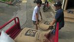 Memanen Arabika Temanggung, Kopi Mewah Kelas Dunia