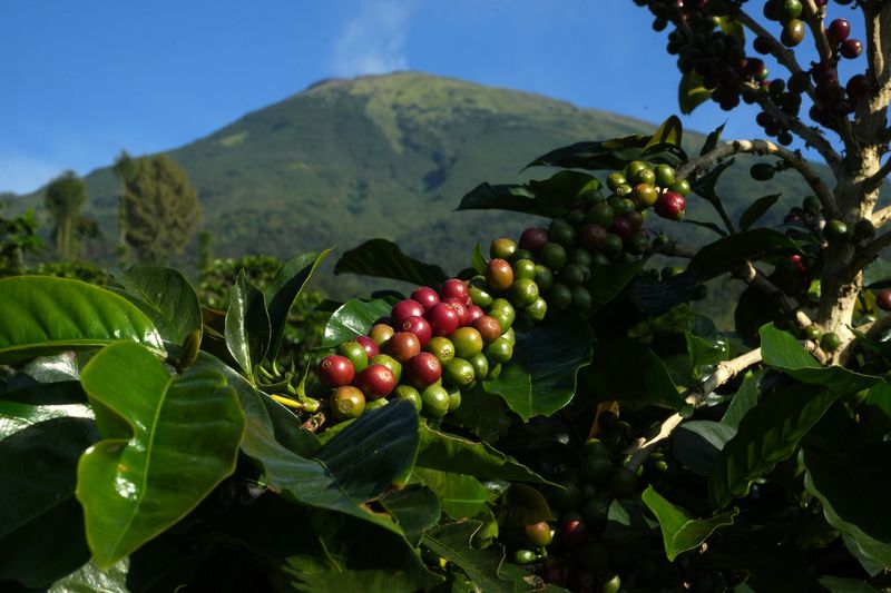 Arabica coffee plantation in Temanggung regency, Central Java, Indonesia, on Friday, May 26, 2023. The International Coffee Organization expects world coffee consumption to outstrip supply by 7.3m bags this season, widening from a 7.1m bag deficit last season, according to the agency's most recent report. Photographer: Dimas Ardian/Bloomberg via Getty Images