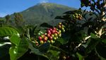 Memanen Arabika Temanggung, Kopi Mewah Kelas Dunia
