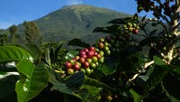 Temanggung terkenal sebagai daerah penghasil kopi. Sehingga saat berkunjung ke Temanggung, kita bisa melihat perkebunan kopi yang tersebar di banyak daerah.   