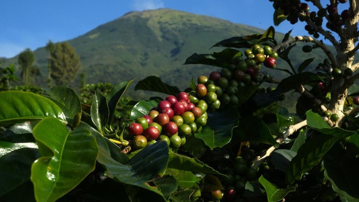 Arabica coffee plantation in Temanggung regency, Central Java, Indonesia, on Friday, May 26, 2023. The International Coffee Organization expects world coffee consumption to outstrip supply by 7.3m bags this season, widening from a 7.1m bag deficit last season, according to the agency's most recent report. Photographer: Dimas Ardian/Bloomberg via Getty Images
