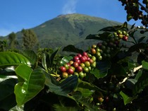 Ini 7 Biji Kopi Indonesia Terbaik dan Keistimewaannya