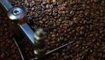 Memanen Arabika Temanggung, Kopi Mewah Kelas Dunia