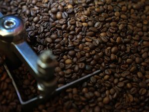 Ternyata Kopi Arabika Sudah Ada Sejak 600.000 Tahun yang Lalu, Ini Bukti Studinya
