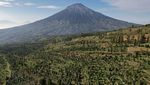 Memanen Arabika Temanggung, Kopi Mewah Kelas Dunia