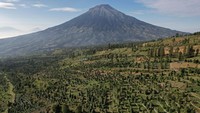 Pemandangan Perkebunan Kopi Arabika di Kabupaten Te manggung, Jawa Tengah, Jumat (26/5/2023).  