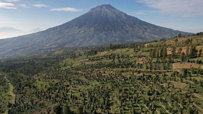 Arabica coffee plantation in Temanggung regency, Central Java, Indonesia, on Friday, May 26, 2023. The International Coffee Organization expects world coffee consumption to outstrip supply by 7.3m bags this season, widening from a 7.1m bag deficit last season, according to the agency's most recent report. Photographer: Dimas Ardian/Bloomberg via Getty Images