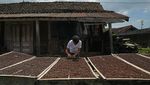 Memanen Arabika Temanggung, Kopi Mewah Kelas Dunia