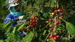 Memanen Arabika Temanggung, Kopi Mewah Kelas Dunia