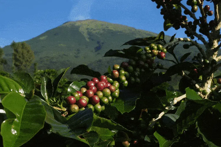 Memanen Arabika Temanggung, Kopi Mewah Kelas Dunia