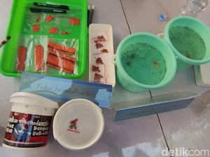 Peneliti UGM Tegaskan Nyamuk Wolbachia Bukan Rekayasa Genetika!