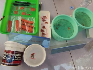 Peneliti UGM Tegaskan Nyamuk Wolbachia Bukan Rekayasa Genetika!