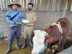 Banyuwangi Genjot Vaksin LSD pada Ternak Jelang Idul Adha